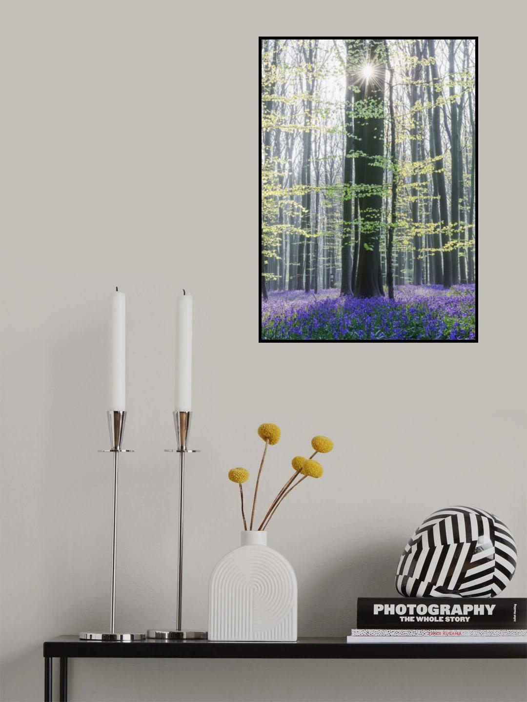 Sun between trees Poster och Canvastavla
