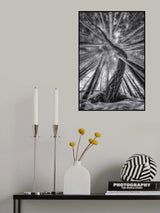 Bamboo and Pinetree Poster och Canvastavla