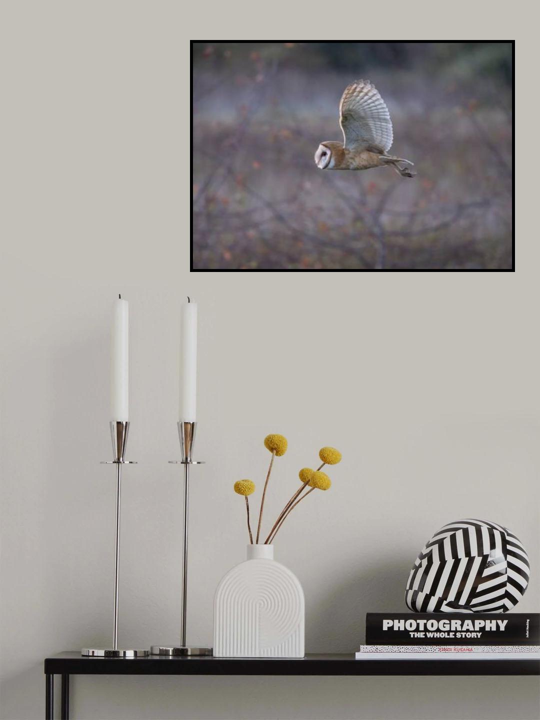 Barn Owl Poster och Canvastavla
