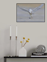 Snowy Owl Poster och Canvastavla