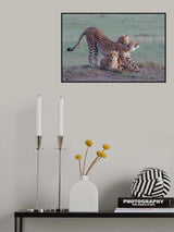 Cheetah family Poster och Canvastavla