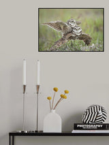 Burrowing Owls Love Poster och Canvastavla