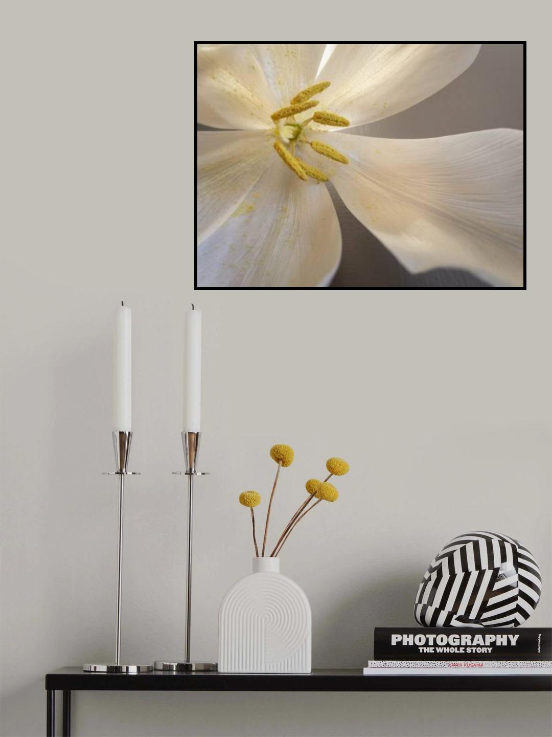White tulip Poster och Canvastavla