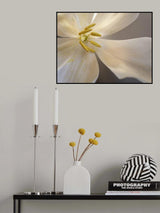 White tulip Poster och Canvastavla