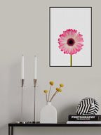 Daisy Still Life Poster och Canvastavla