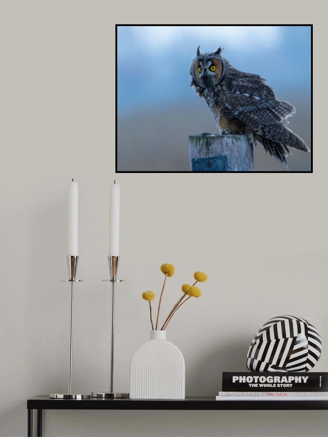 Long ear owl Poster och Canvastavla