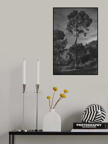 arbores Poster och Canvastavla