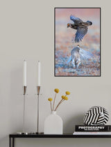 Greater Prairie Chicken Poster och Canvastavla