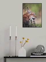 Lynx Poster och Canvastavla