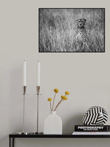 Cheetah Poster och Canvastavla