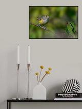 White eyed vireo Poster och Canvastavla
