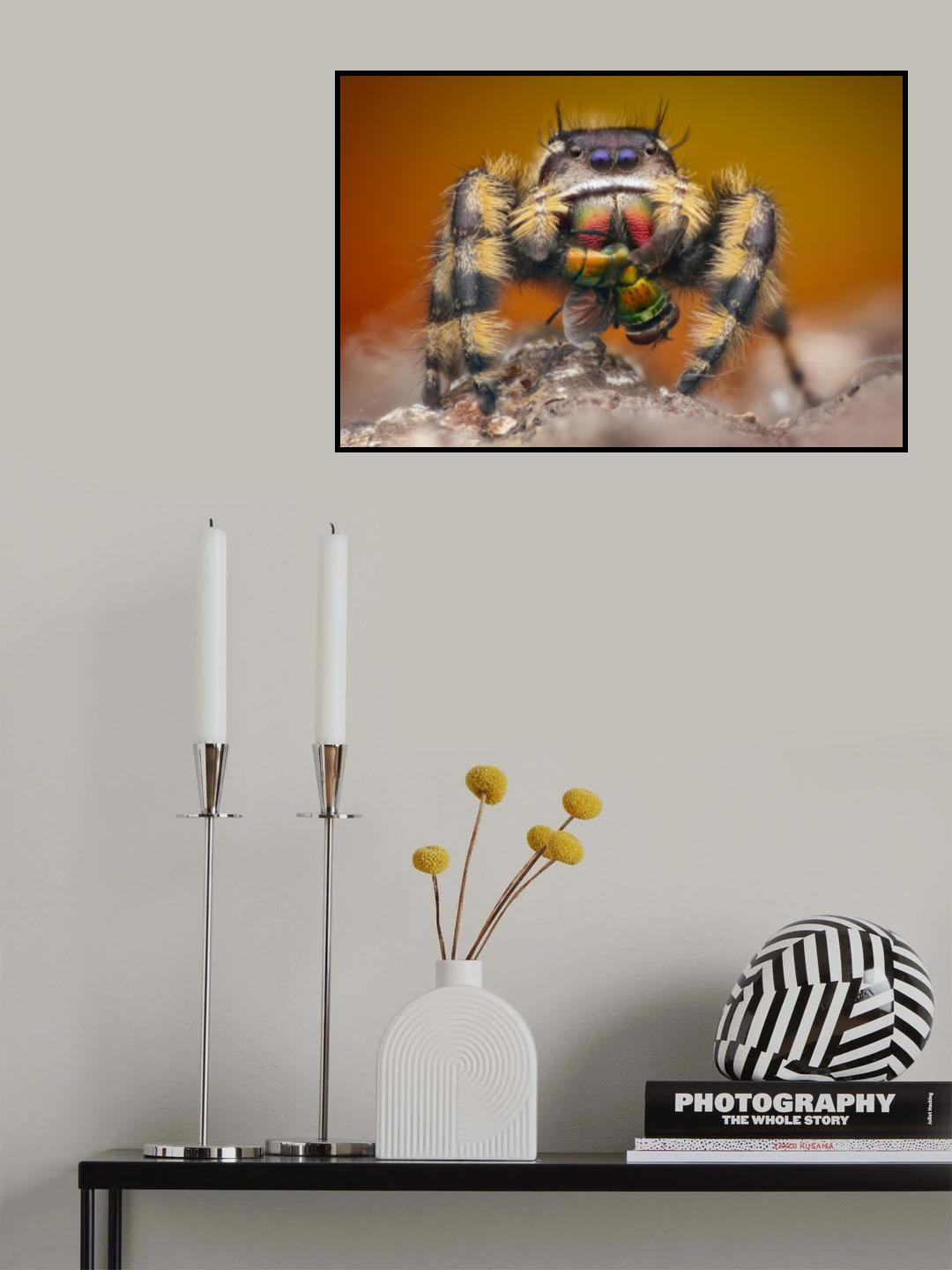 phidippus otiosus with housefly Poster och Canvastavla