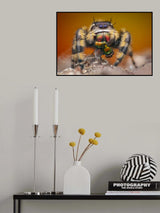 phidippus otiosus with housefly Poster och Canvastavla