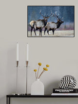 First snow Poster och Canvastavla