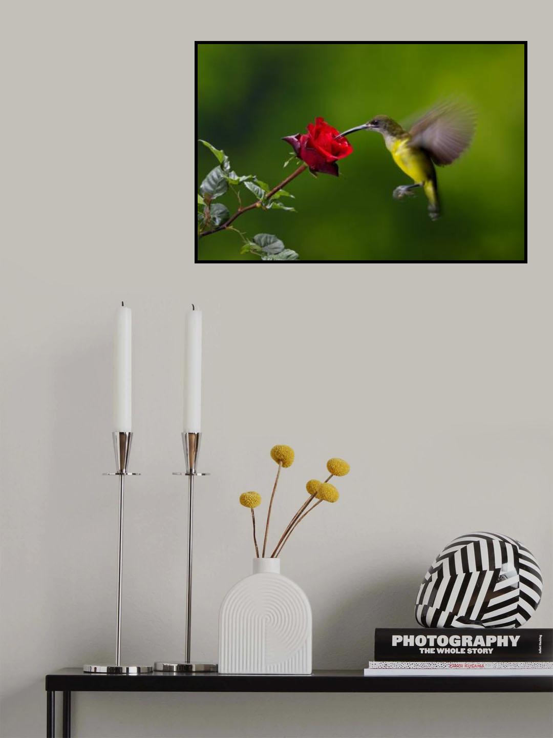 Nectar Eating Bird Poster och Canvastavla