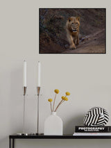 Lion Poster och Canvastavla