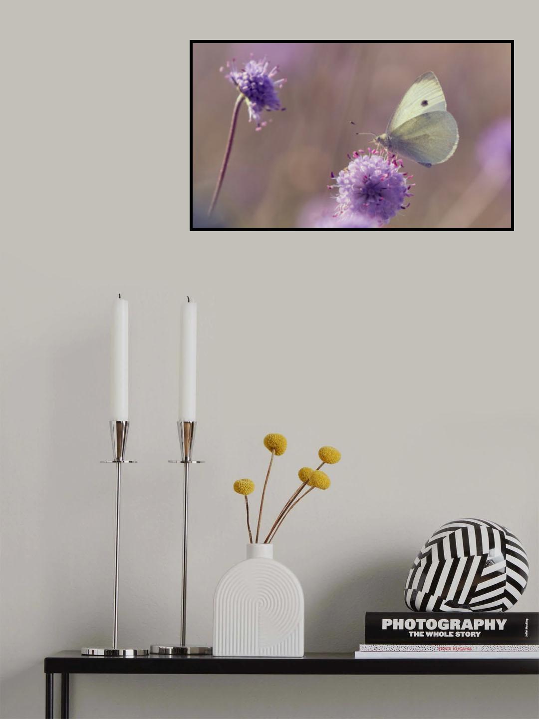 A White on Devil's-bit scabious Poster och Canvastavla