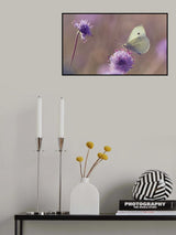 A White on Devil's-bit scabious Poster och Canvastavla