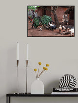 Just coming with the goat food - Benin Poster och Canvastavla