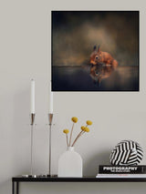 Thirsty squirrel Poster och Canvastavla
