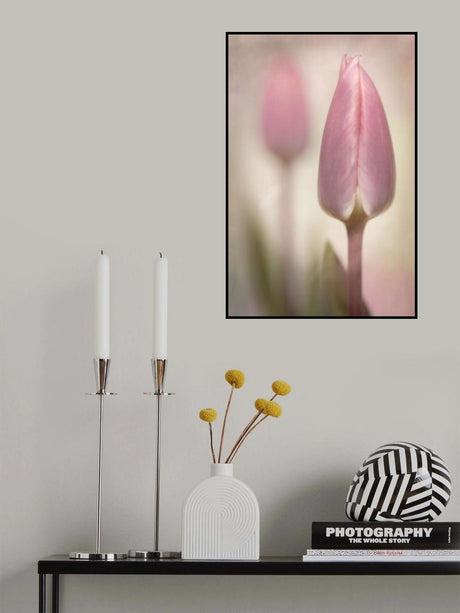 Pink Tulips Poster och Canvastavla