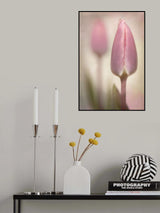 Pink Tulips Poster och Canvastavla