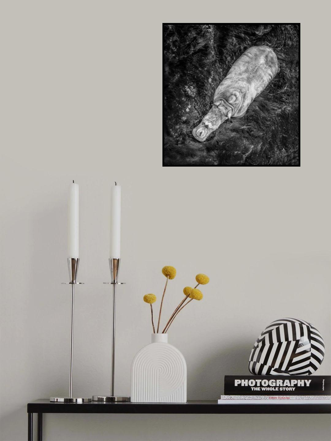 Rino in bath Poster och Canvastavla