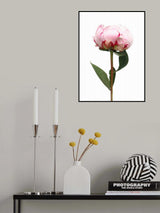 Pink peony II Poster och Canvastavla