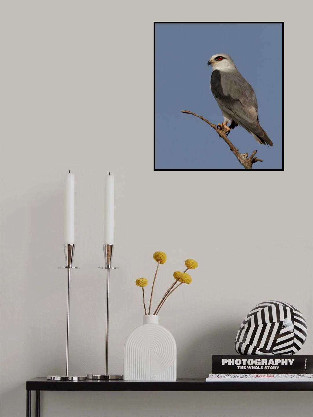 The Kite Poster och Canvastavla