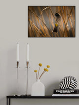 Hiding Poster och Canvastavla