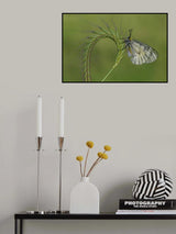 radial Poster och Canvastavla