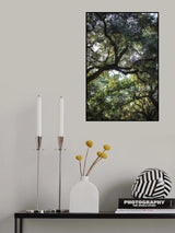 Oaks Poster och Canvastavla