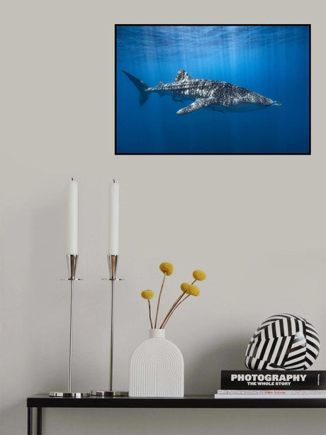 Whale shark in the blue Poster och Canvastavla