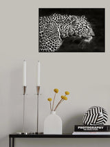 Leopard Close Up Poster och Canvastavla