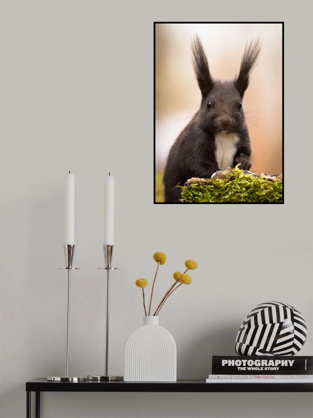 Squirrel Poster och Canvastavla