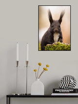 Squirrel Poster och Canvastavla