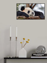 Sleeping Poster och Canvastavla