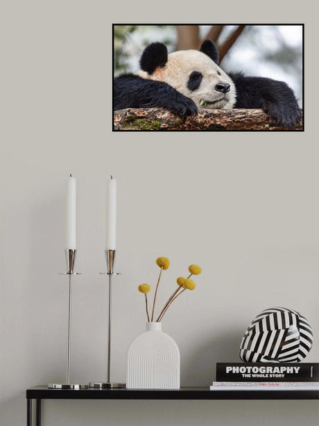 Sleeping Poster och Canvastavla