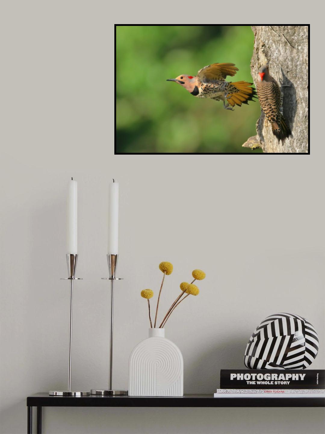 Northern Flicker Poster och Canvastavla