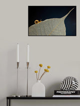 Snail Poster och Canvastavla