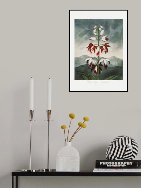 The Chinese Limodoron from The Temple of Flora (1807) Poster och Canvastavla