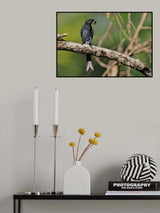 Ashy drongo with prey Poster och Canvastavla