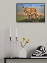 Mom lioness with her cubs Poster och Canvastavla