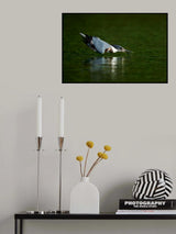 Kingfisher in action Poster och Canvastavla