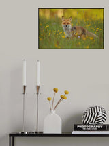 Red Fox Poster och Canvastavla