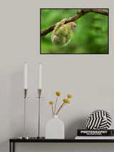 Brown-throated sloth Poster och Canvastavla