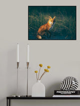 Red fox Poster och Canvastavla