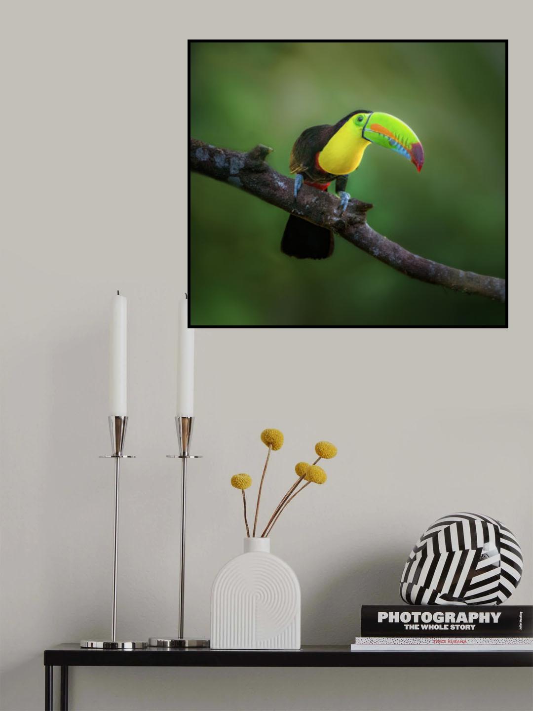 Curious Toucan Poster och Canvastavla