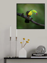 Curious Toucan Poster och Canvastavla