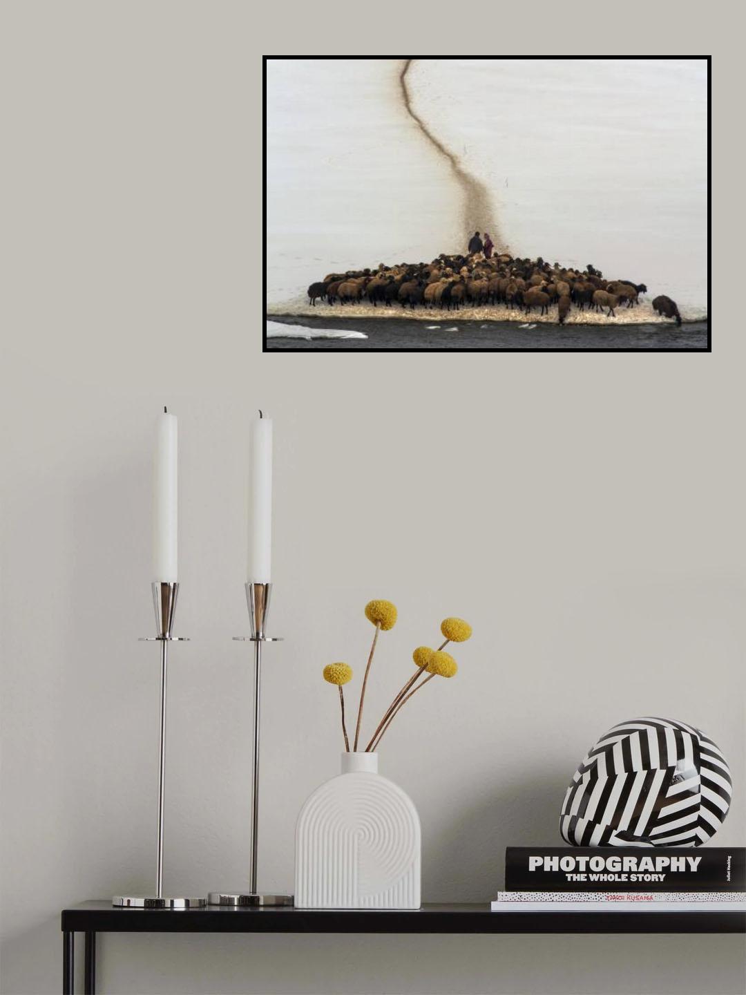 Sheep drinking water Poster och Canvastavla